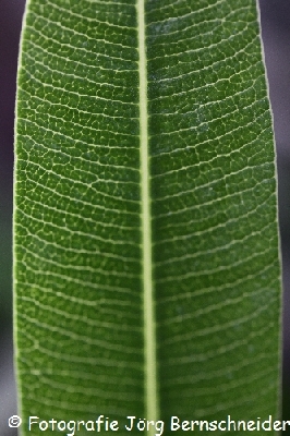 &copy;J&ouml;rg Bernschneider