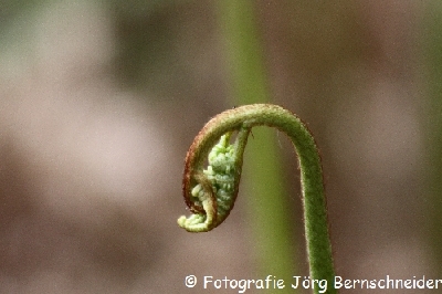 &copy;J&ouml;rg Bernschneider