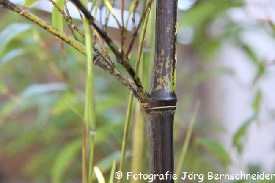 &copy;J&ouml;rg Bernschneider
