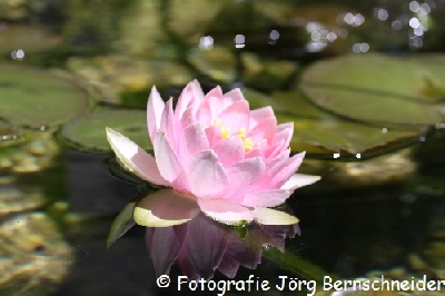 &copy;J&ouml;rg Bernschneider