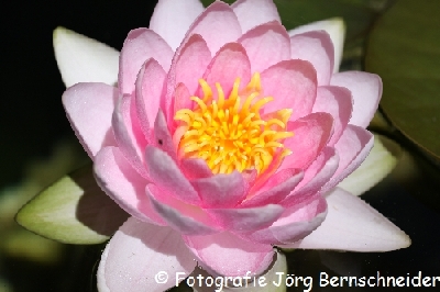 &copy;J&ouml;rg Bernschneider